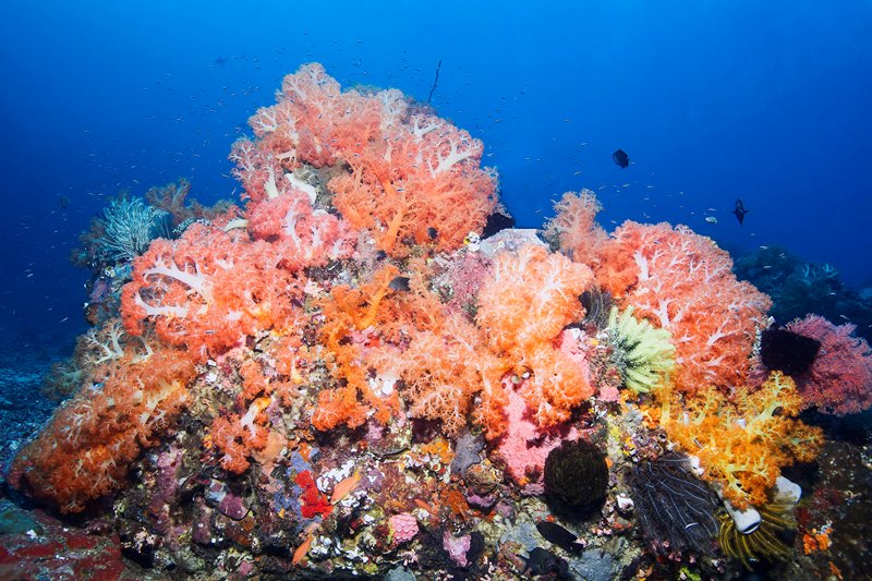 tl_files/Daten/Reisen/Asien/Indonesien/Murex Bilder verkleinert/Murex Bangka - Soft Coral garden.jpg
